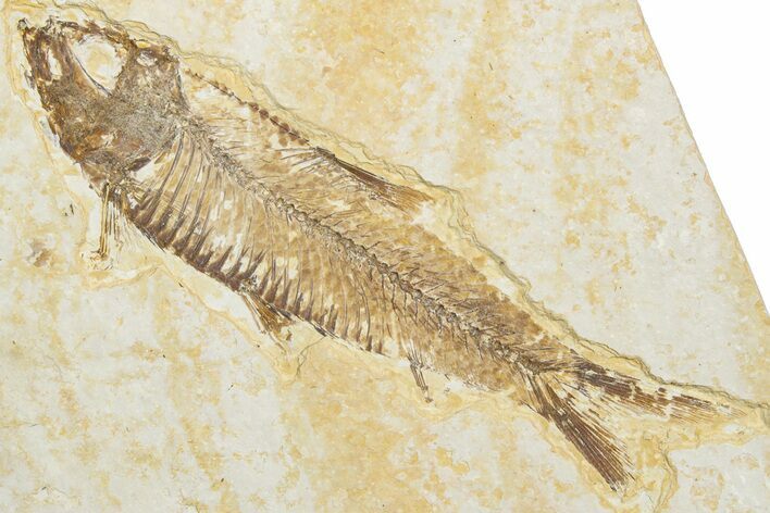 Detailed Fossil Fish (Knightia) - Wyoming #346043